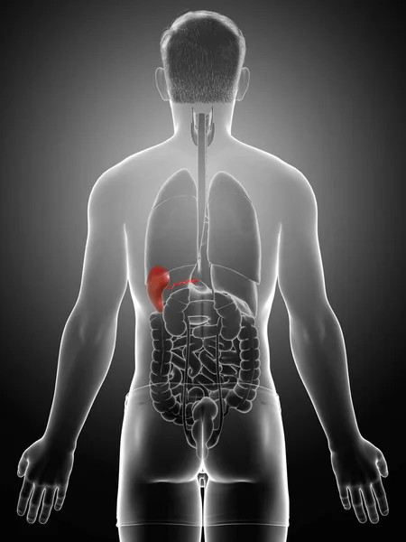 Rendered Medically Accurate Illustration Male Spleen Anatomy — Stock Photo, Image