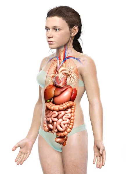 Rendered Medically Accurate Illustration Young Girl Digestive System Heart — Stock Photo, Image