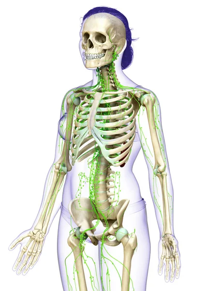 Medisch Nauwkeurige Illustratie Van Een Vrouwelijk Lymfestelsel — Stockfoto