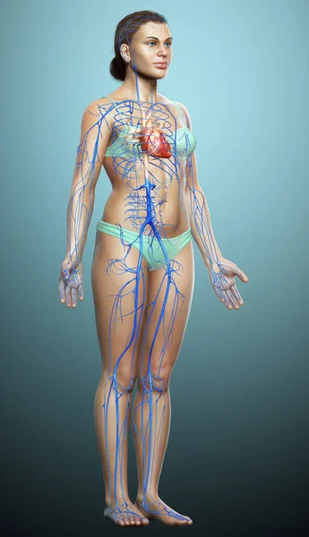 Medisch Nauwkeurige Illustratie Van Een Vrouwelijke Aderen Anatomie — Stockfoto
