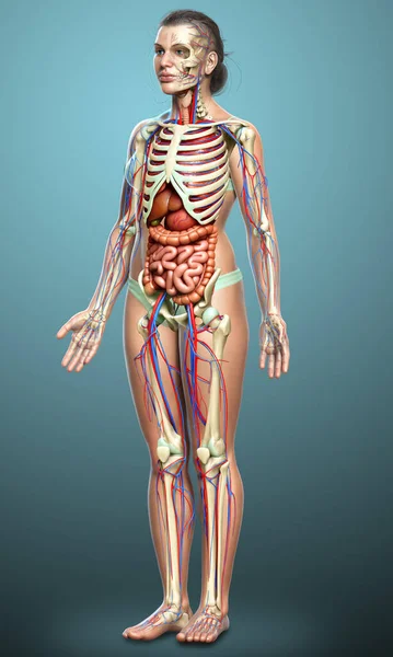 Medicinskt Korrekt Illustration Kvinnliga Inre Organ Skelett Och Cirkulationssyste — Stockfoto