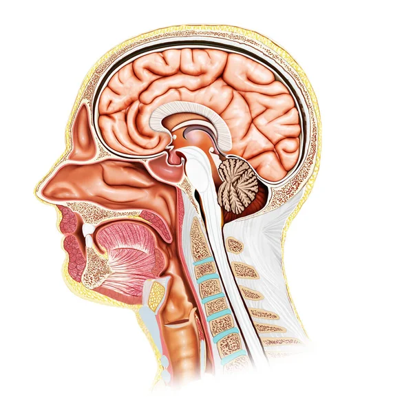 Renderizado Ilustración Médicamente Precisa Sección Transversal Cabeza Masculina — Foto de Stock