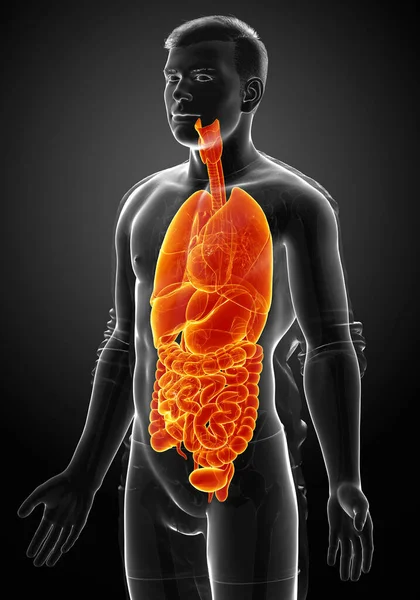 Gerenderte Medizinisch Korrekte Darstellung Männlicher Hochbeleuchteter Interner Organe — Stockfoto