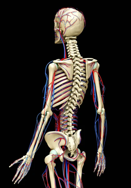 3Dは循環系と骨格系の医学的に正確なイラストをレンダリングしました — ストック写真