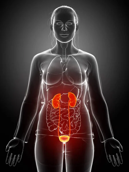 3D对女性突出的肾脏和泌尿系统进行了精确的医学描述 — 图库照片