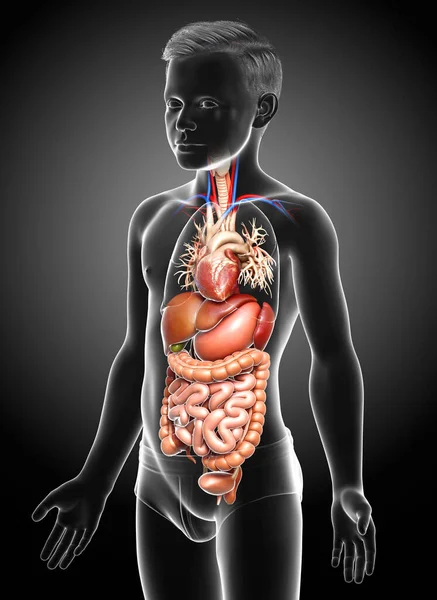 3D对男孩消化系统和心脏进行了准确的医学描述 — 图库照片
