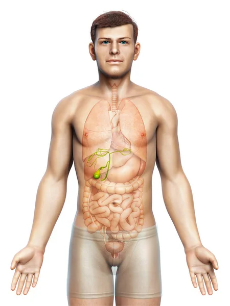 Rendered Medically Accurate Illustration Male Organs Gallbladder Anatomy — Stock Photo, Image