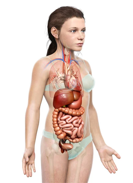 Rendered Medically Accurate Illustration Young Girl Digestive System Heart — Stock Photo, Image