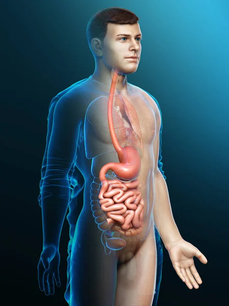 Gerenderte Medizinisch Korrekte Darstellung Eines Männlichen Magens Und Dünndarms — Stockfoto