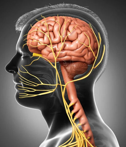 Gerenderte Medizinisch Korrekte Darstellung Einer Männlichen Gehirnanatomie — Stockfoto