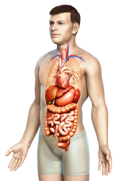 3Dは 男性の消化器系と心臓の医学的に正確なイラストをレンダリング — ストック写真