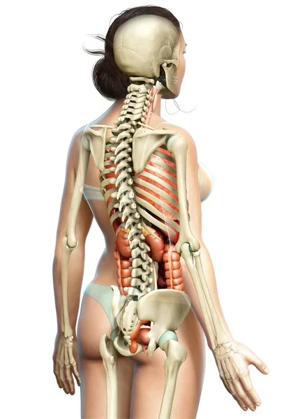 Оказана Медицинская Точная Иллюстрация Женских Внутренних Органов Скелетной Системы — стоковое фото