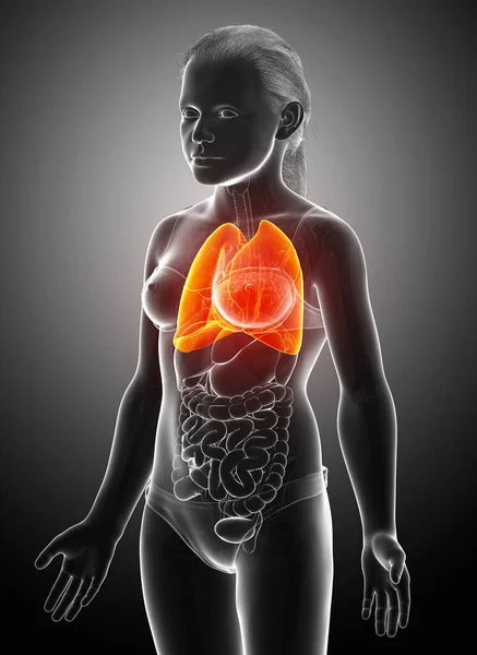 Boyutlu Tıbbi Olarak Genç Bir Kızın Akciğer Anatomisini Gösteriyor — Stok fotoğraf