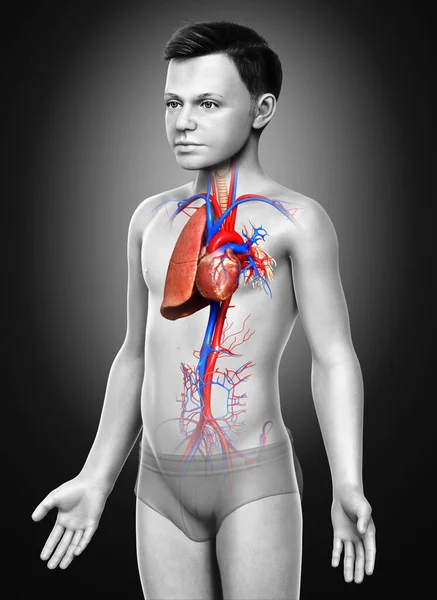 Renderizado Ilustración Médicamente Precisa Niño Joven Anatomía Pulmonar — Foto de Stock