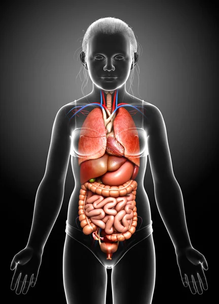 Gerenderte Medizinisch Korrekte Darstellung Der Inneren Organe Eines Jungen Mädchens — Stockfoto