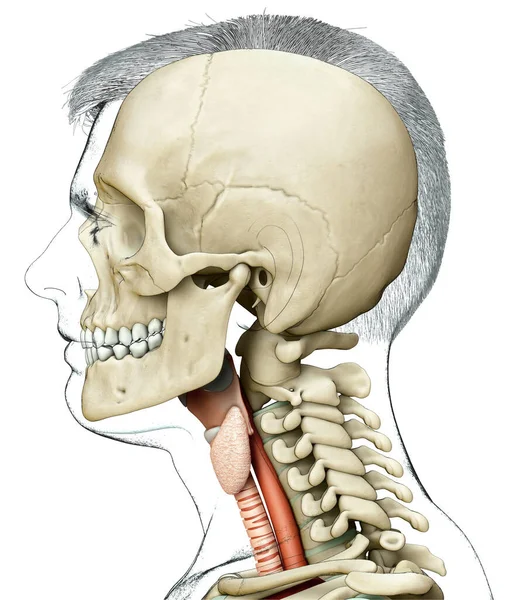 3Dは男性の喉頭解剖学の医学的に正確なイラストをレンダリングしました — ストック写真