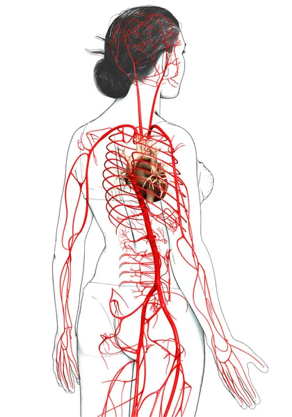 Renderizado Ilustración Médicamente Precisa Las Arterias Femeninas —  Fotos de Stock