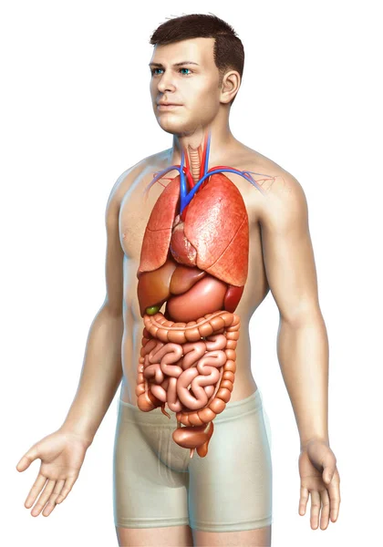 Gerenderte Medizinisch Korrekte Darstellung Männlicher Interner Organe — Stockfoto