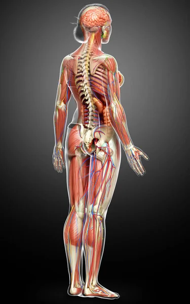 Medisch Accuraat Gemaakt Van Vrouwelijke Anatomie — Stockfoto