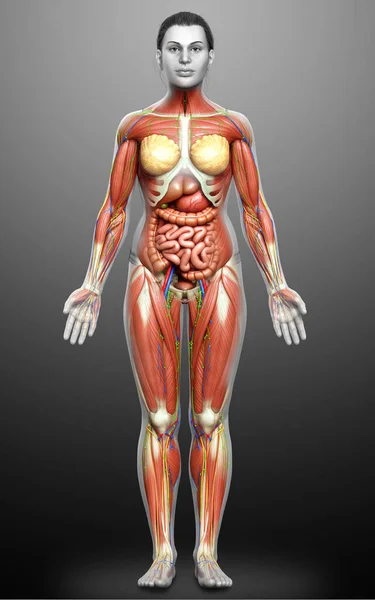 Lékařsky Přesné Ženské Anatomie — Stock fotografie