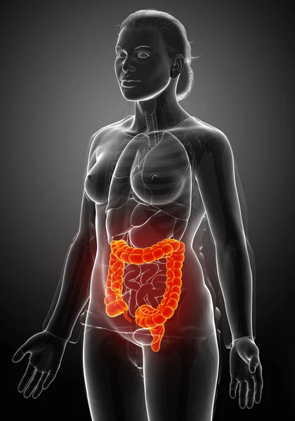 Renderizado Ilustración Médicamente Precisa Anatomía Del Intestino Grueso Femenino — Foto de Stock