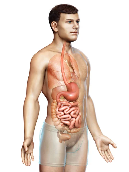 Renderizado Ilustração Medicamente Precisa Estômago Masculino Intestino Delgado — Fotografia de Stock