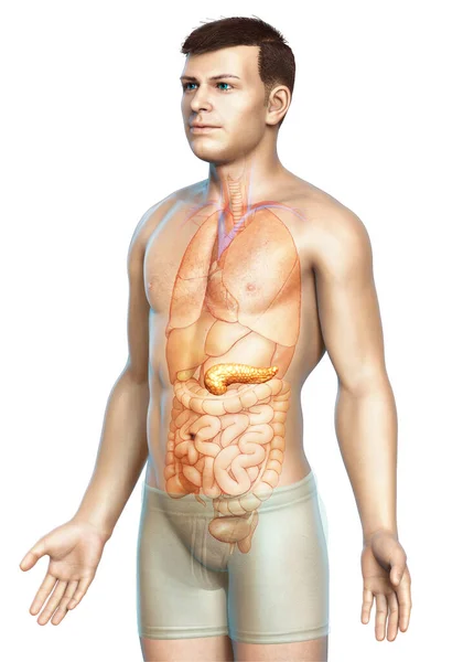 3Dレンダリングされ 男性の膵臓の医学的に正確なイラスト — ストック写真