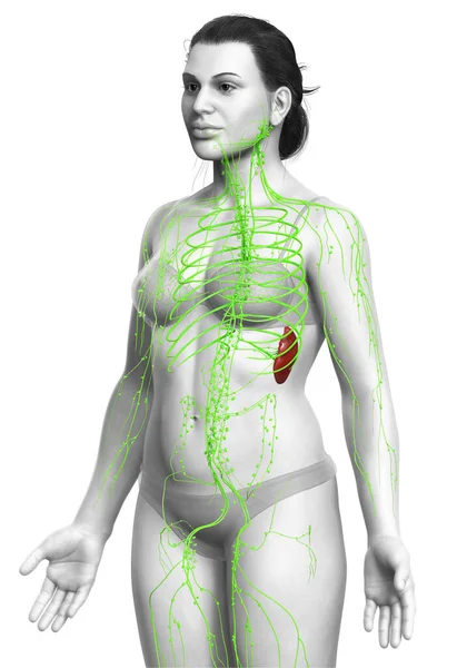 Renderizado Ilustración Médicamente Precisa Sistema Linfático Femenino — Foto de Stock