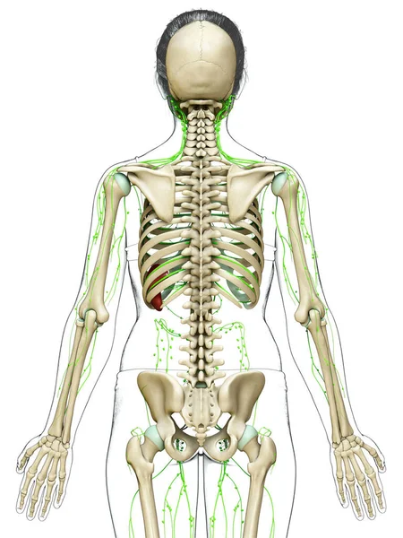 Medisch Nauwkeurige Illustratie Van Een Vrouwelijk Lymfestelsel — Stockfoto