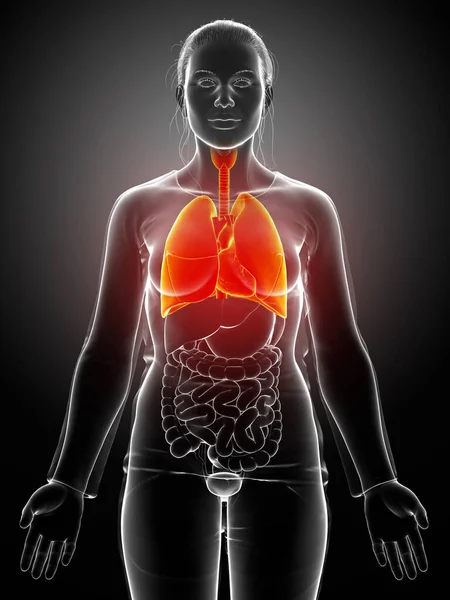 Renderizado Ilustração Medicamente Precisa Uma Anatomia Pulmonar Feminina — Fotografia de Stock