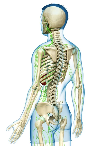 Reso Illustrazione Clinicamente Accurata Sistema Linfatico Maschile — Foto Stock