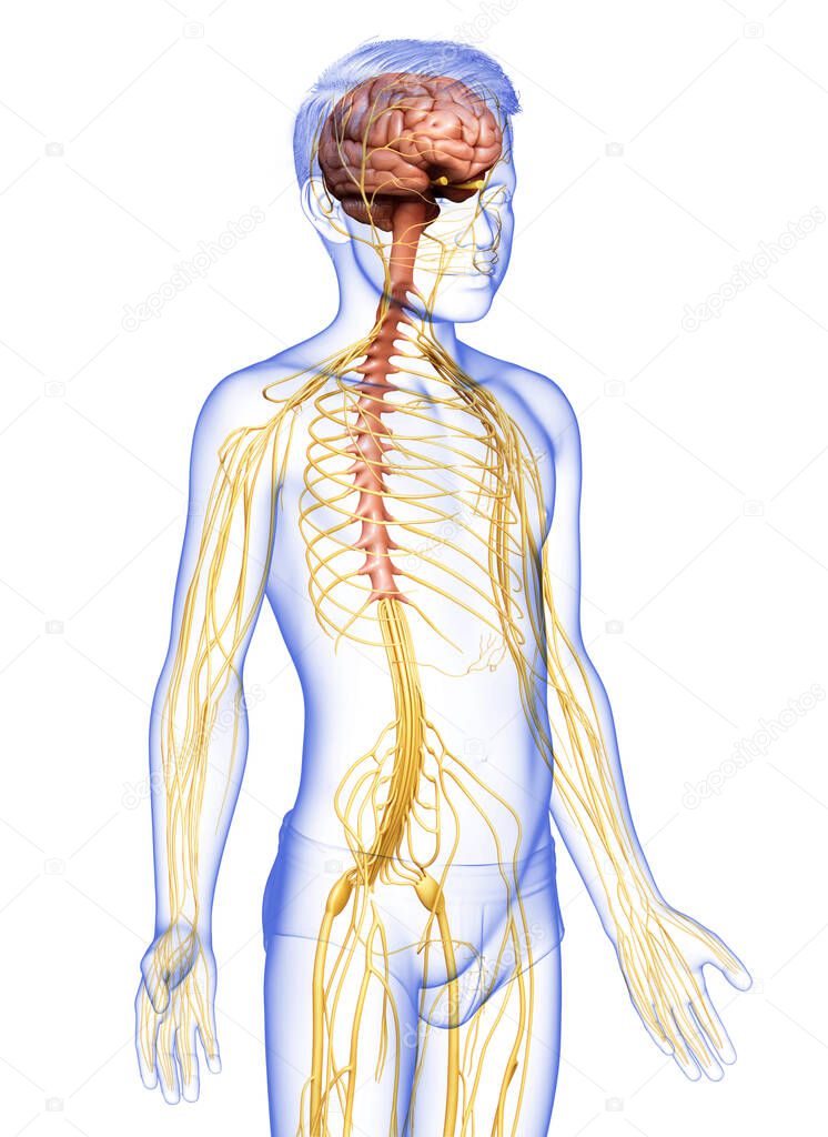 3d rendered medically accurate illustration of a young boy nervous system