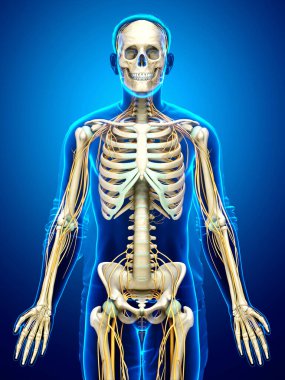 3D, sinir sistemi ve iskelet sisteminin tıbbi olarak doğru bir gösterimi.