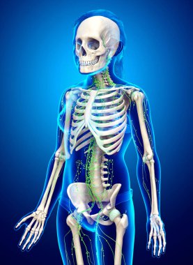 3D, genç bir kızın lenf sisteminin tıbben doğru bir çizimi.