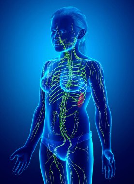 3D, genç bir kızın lenf sisteminin tıbben doğru bir çizimi.