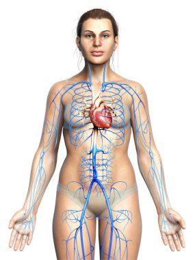 Dişi dolaşım sisteminin 3D çizimi