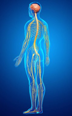 3D, bir erkek sinir sisteminin tıbbi olarak doğru bir gösterimi.