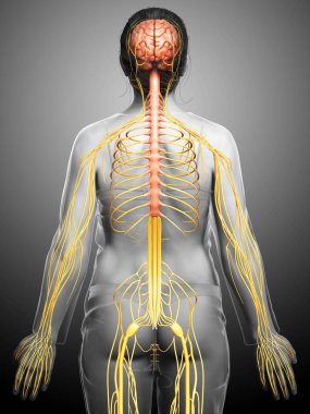 3D, tıbbi olarak bir kadın sinir sisteminin doğru bir örneği.