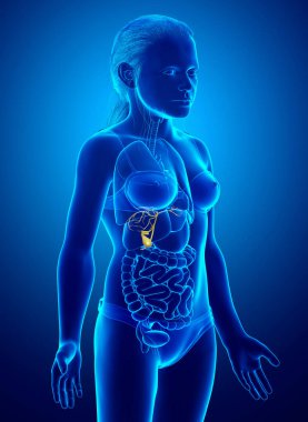 3D, genç kız Organlar Safra Kesesi Anatomisi 'nin tıbben doğru bir çizimi.
