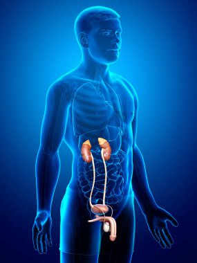 3D üretilmiş, böbreklerin tıbben doğru çizimi.