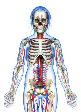 3D, genç kızın dolaşım ve iskelet sisteminin tıbben doğru bir çizimi.