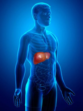 3 boyutlu, erkek karaciğer anatomisinin tıbben doğru çizimi