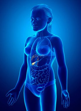 3D, genç kız Organlar Safra Kesesi Anatomisi 'nin tıbben doğru bir çizimi.