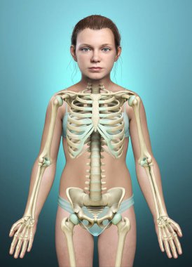 3 boyutlu, tıbbi olarak genç bir kızın iskelet sisteminin resmi.