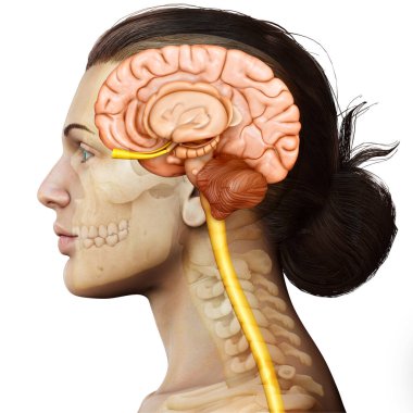 3D, kadın beyin anatomisinin tıbbi çizimi 