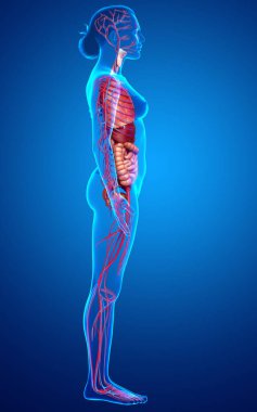 3D, kadın iç organlarının ve dolaşım sisteminin tıbben doğru bir çizimi.