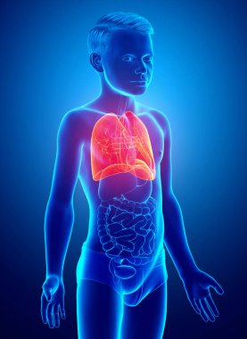 3D, tıbbi olarak genç bir çocuğun akciğer anatomisini gösteriyor.