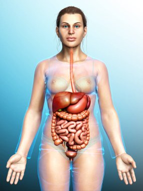 3D tıbbi olarak kadın iç organlarının doğru çizimi 