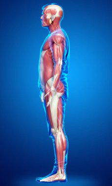 3D, erkek kas sisteminin tıbben doğru bir gösterimi.