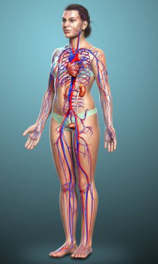 Kadın böbreklerinin ve dolaşım sisteminin 3 boyutlu, tıbben doğru çizimi